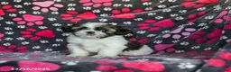 Shih Tzu dogs for sale: Molasses - Ad 11
