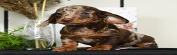 Miniature Dachshund dogs for sale: Rocky - Ad 7