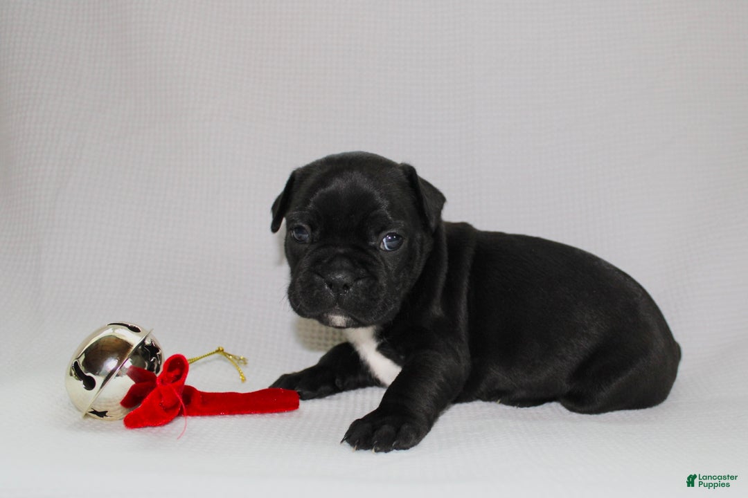 Frenchton dogs for sale: Tillie - Ad 3