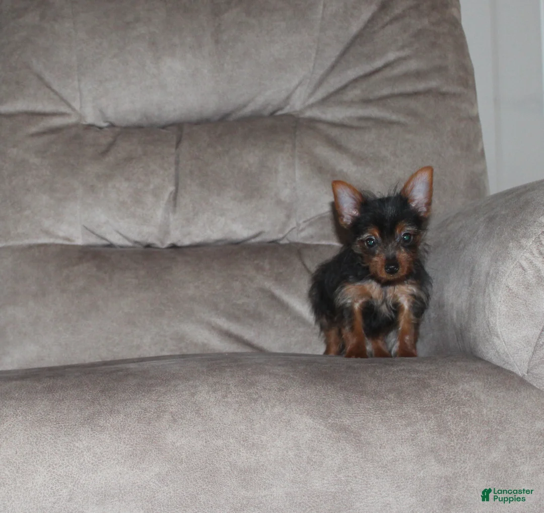 Yorkshire Terrier dogs for sale: Bimbo - Ad 5