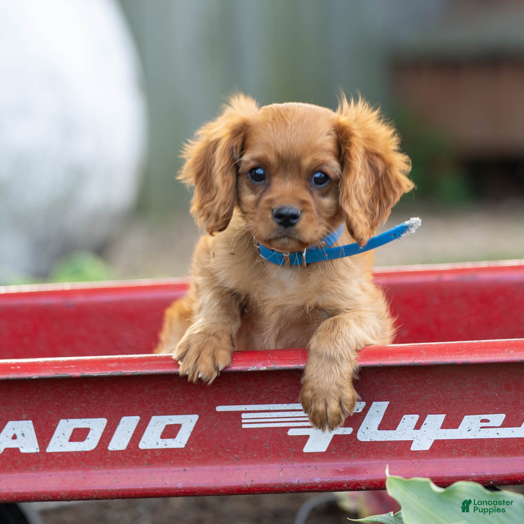 Cavalier King Charles Spaniel dogs Archie Cavalier King Charles Spaniel Puppy  - Ad 1