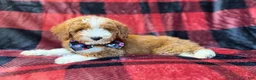Miniature Poodle dogs for sale: Twix - Ad 7