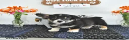 Welsh Corgi Pembroke dogs for sale: Sport - Ad 1