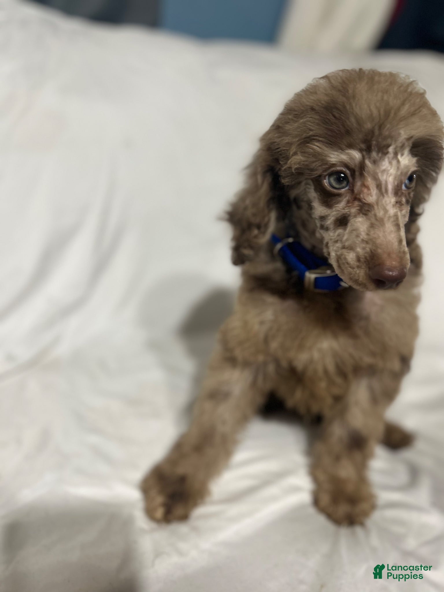 Standard Poodle dogs Standard Poodle Puppy 3 - Ad 1