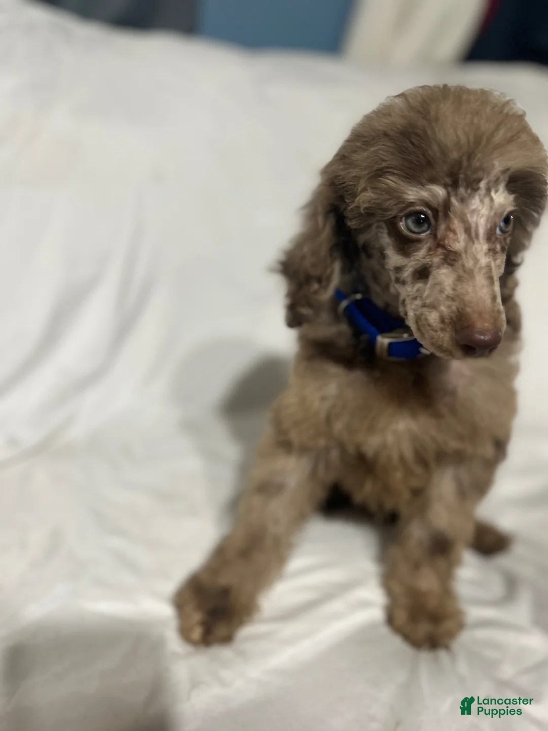 Standard Poodle dogs for sale: Standard Poodle Puppy 3 - Ad 1