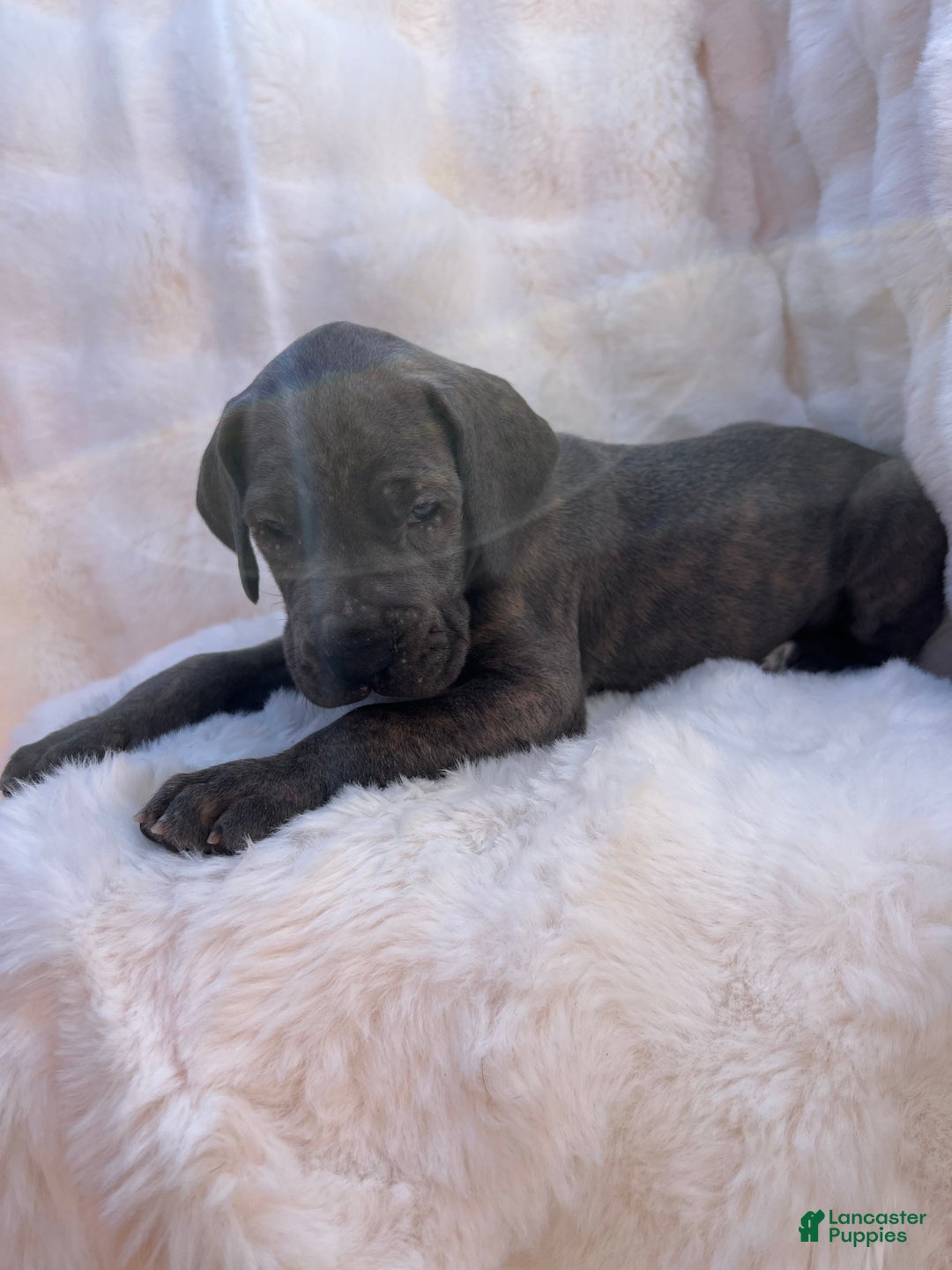 Great Dane dogs for sale: Playmaker - Ad 1