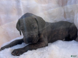 Great Dane dogs Playmaker - Ad 9