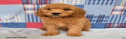 Mini Goldendoodle dogs for sale: Bandit - Ad 6