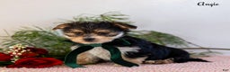 Morkie dogs for sale: Angie - Ad 5