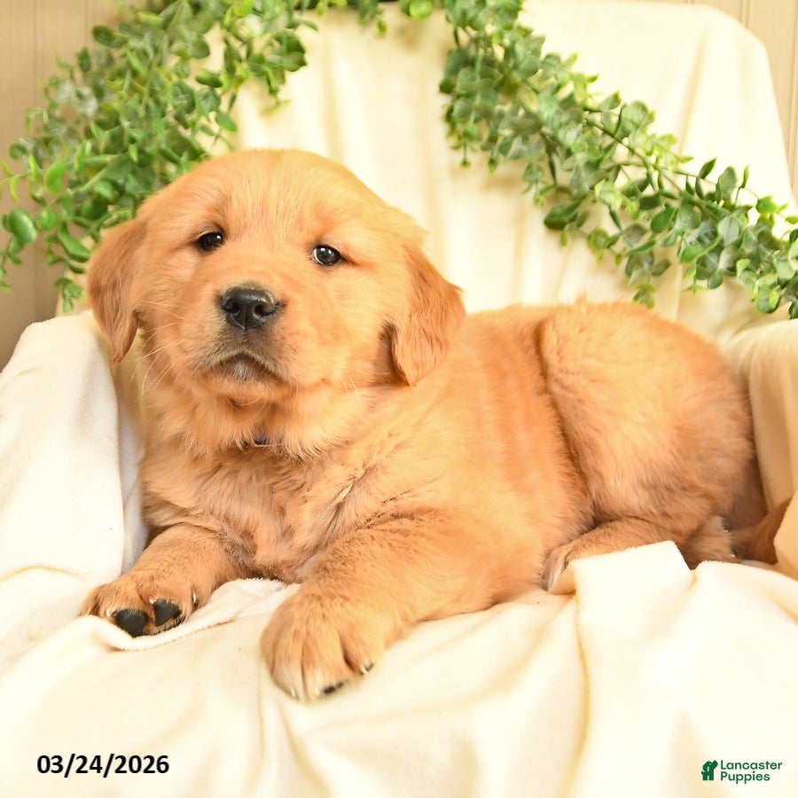 Golden Retriever dogs Mike - Ad 2