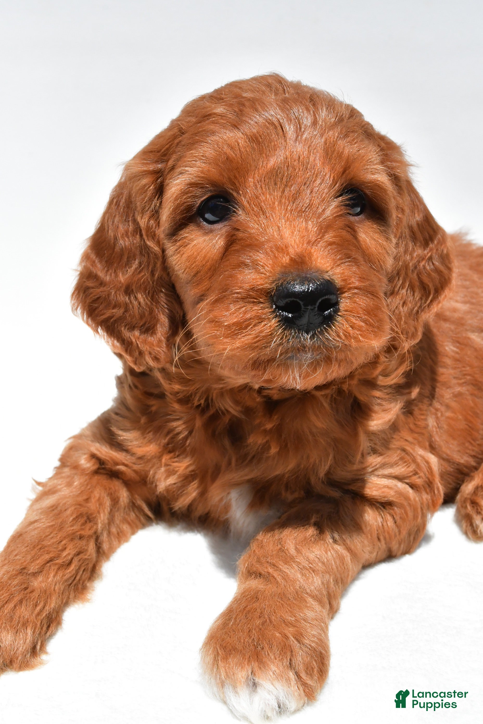 Mini Goldendoodle dogs Windsor - Ad 2