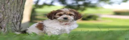 Cockapoo dogs for sale: Angela - Ad 3
