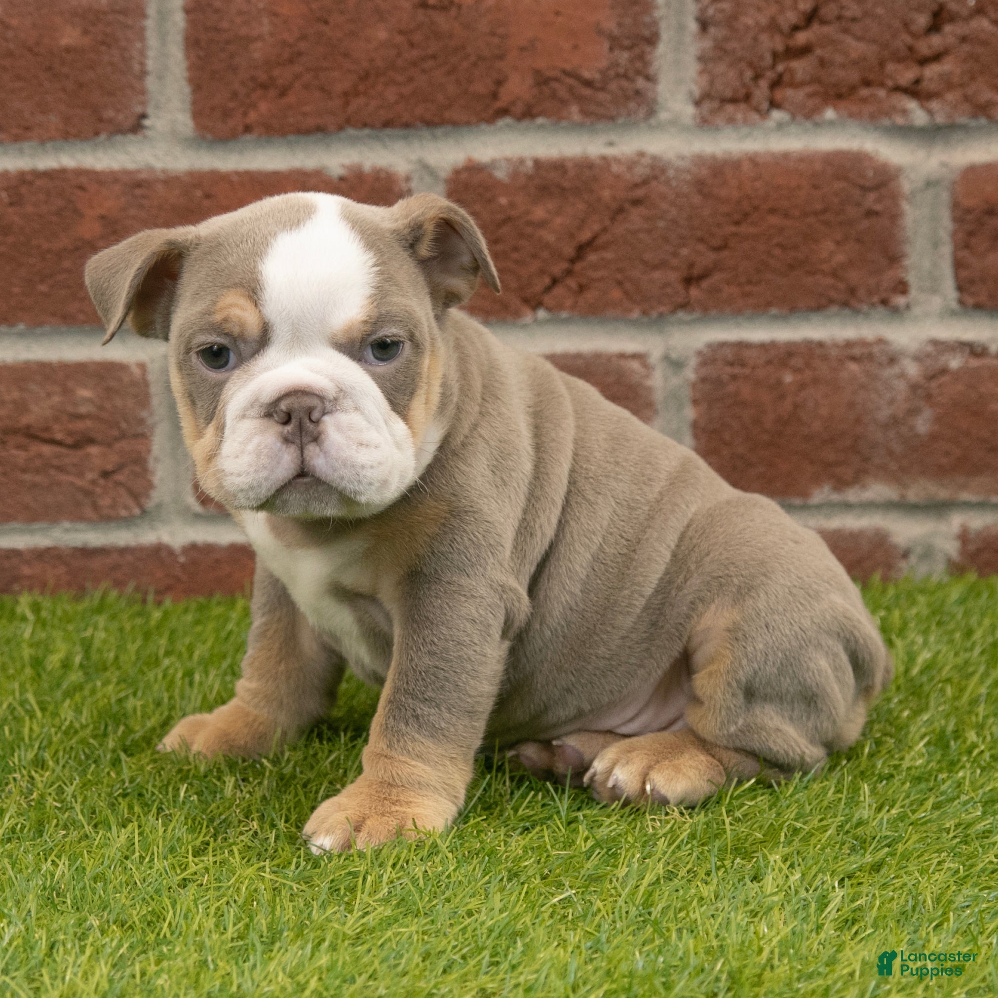 English Bulldog dogs Anna - Ad 30