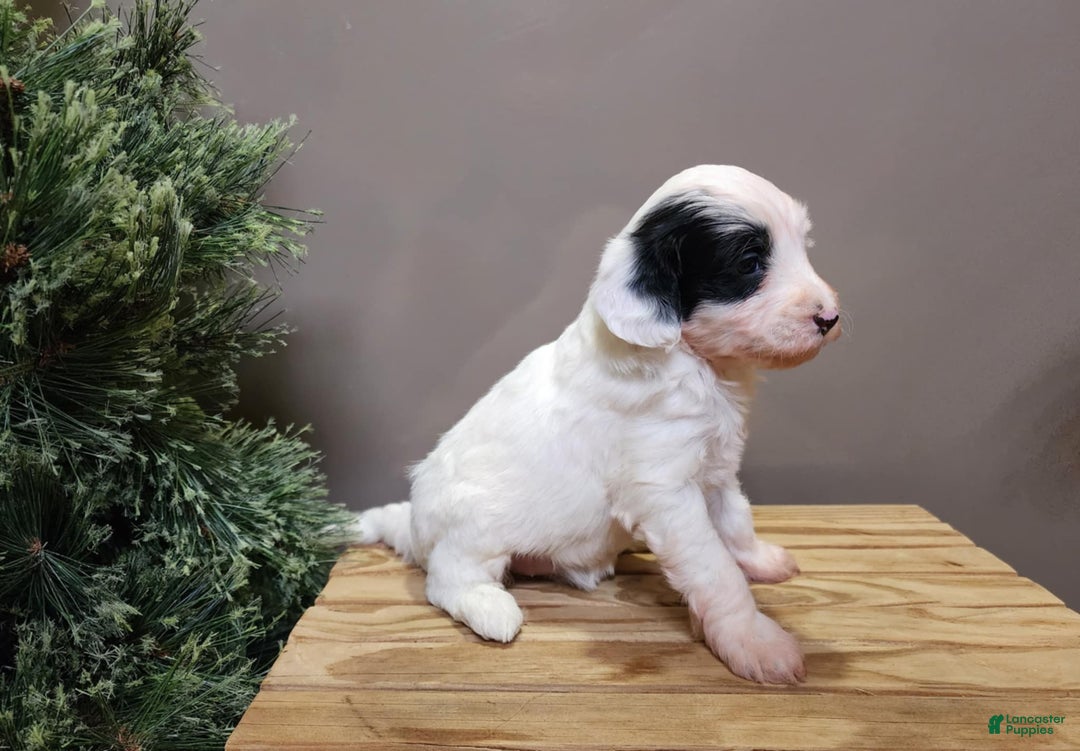 Mini Bernedoodle dogs for sale: Sparkle - Ad 11