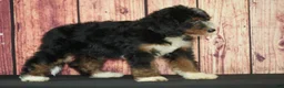 Bernedoodle dogs for sale: Annie F1 - Ad 2