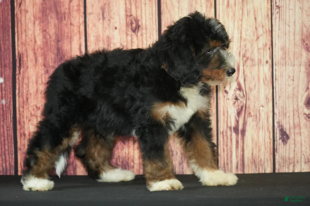 Bernedoodle dogs for sale: Annie F1 - Ad 2