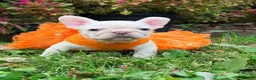 French Bulldog dogs for sale: Anfisa - Ad 3