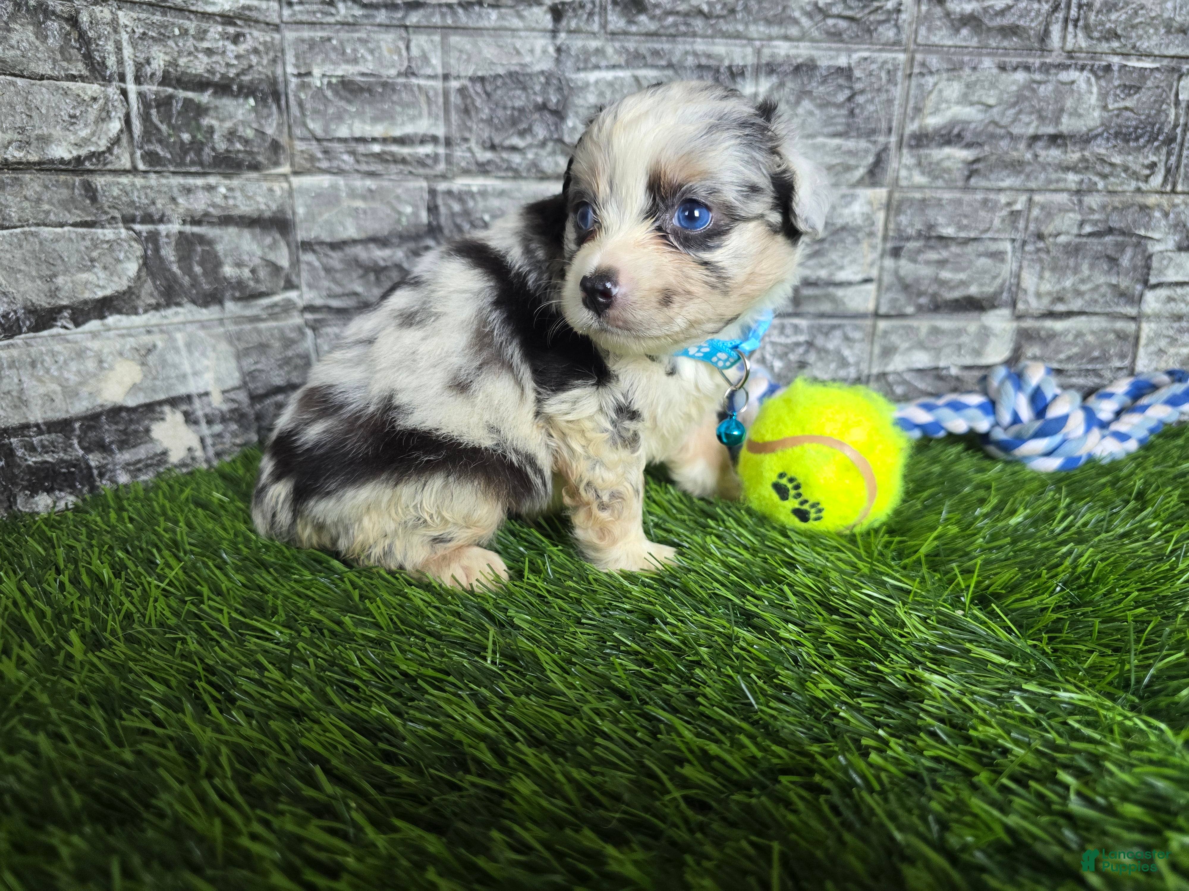 Toy Australian Shepherd dogs Boy 3 - Ad 2