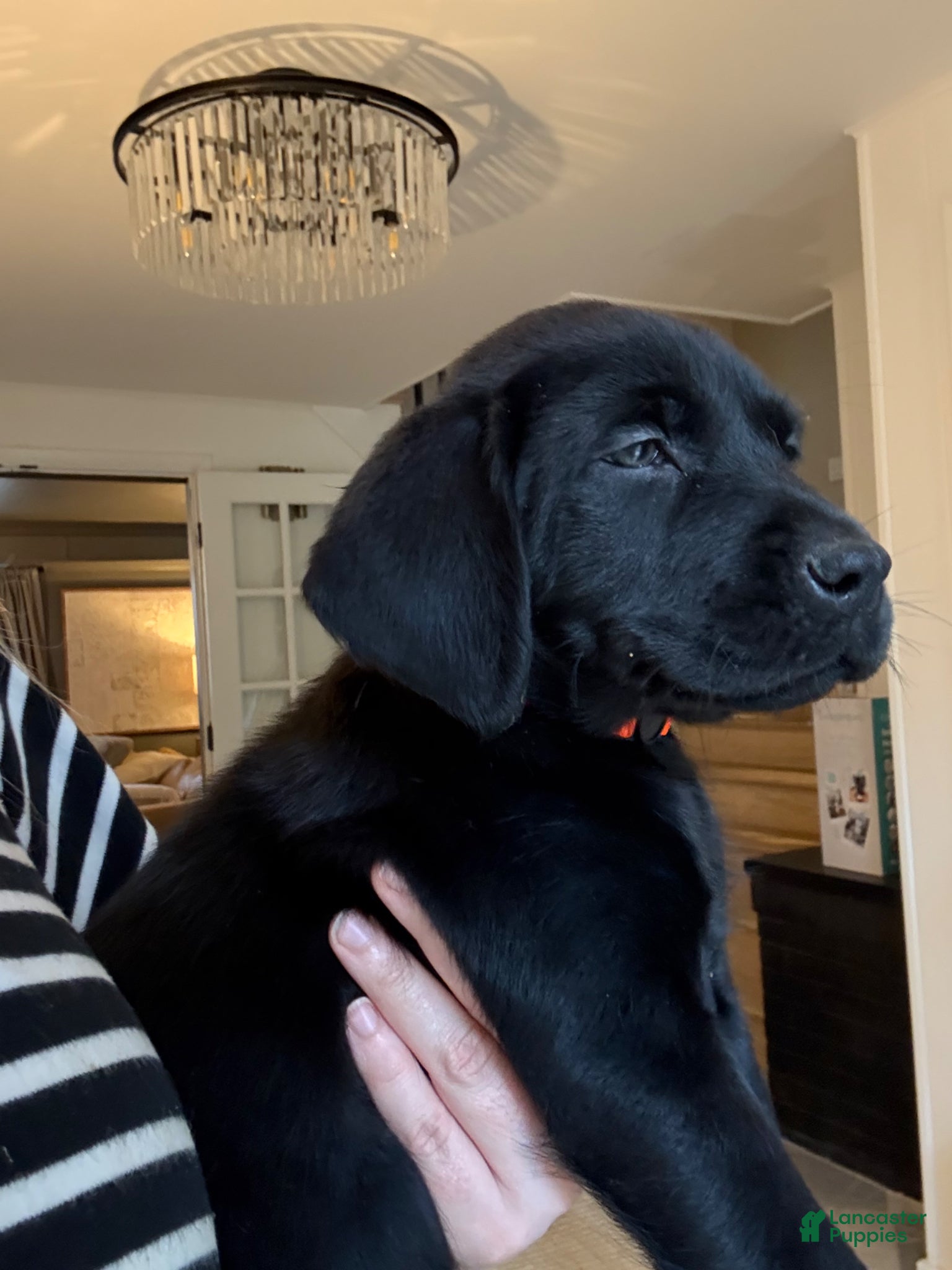 Labrador Retriever dogs Orange Collar Male - Ad 2