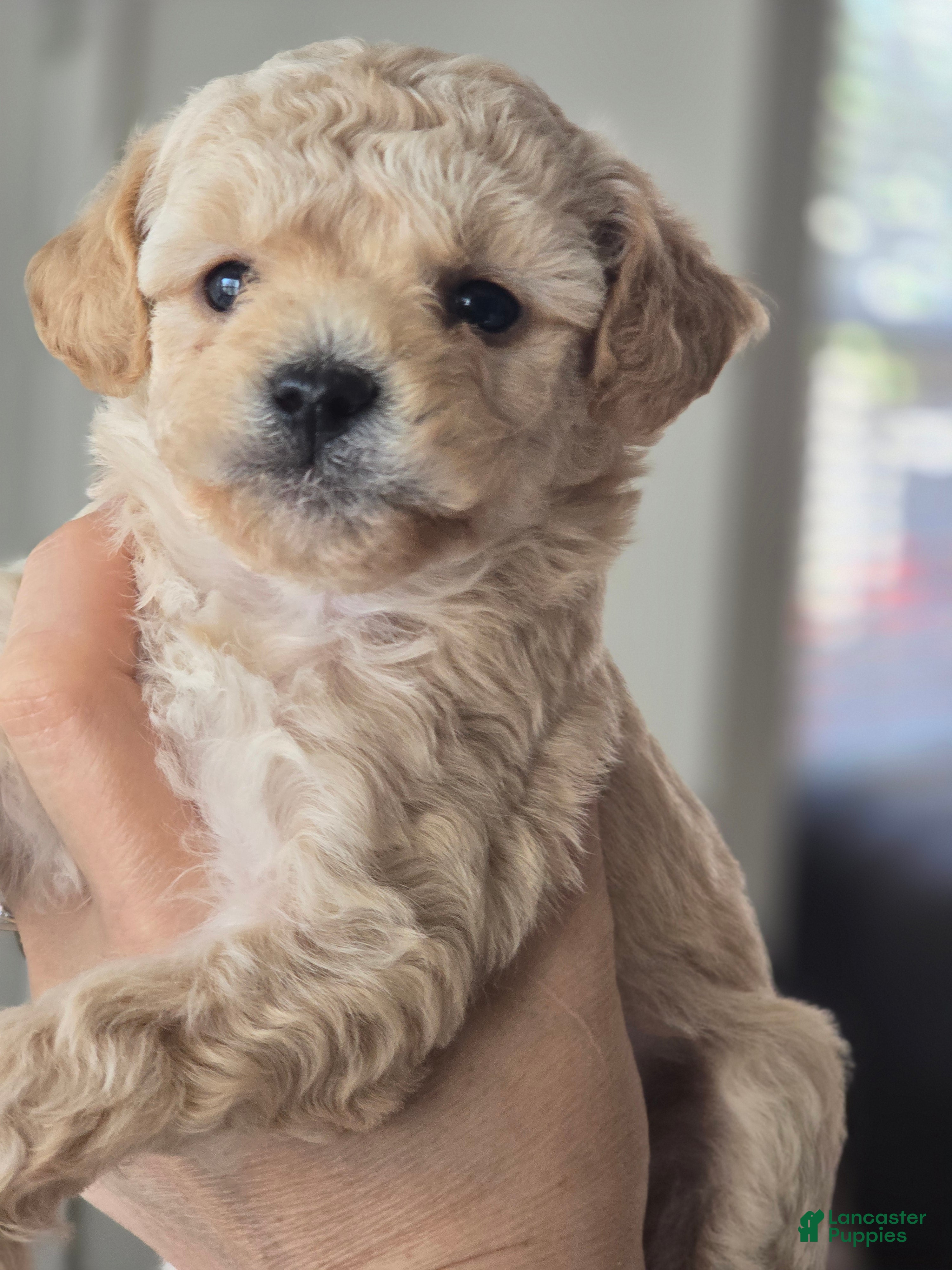 Maltipoo dogs Maltipoo Puppy 2 - Ad 6