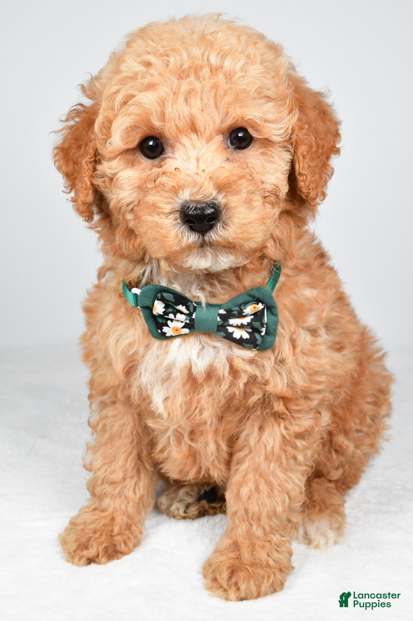 Miniature Poodle dogs Alex - Ad 1