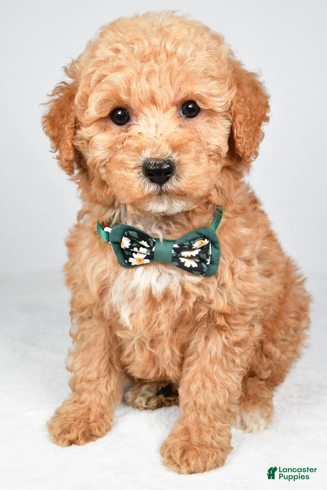 Miniature Poodle dogs for sale: Alex - Ad 1