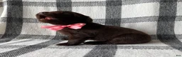 Mixed Breed dogs for sale: Allie - Ad 3