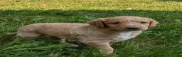 Goldendoodle dogs for sale: Issie - Ad 3