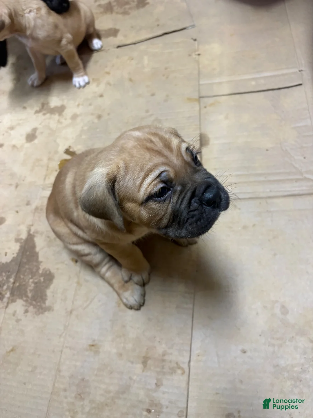 Cane Corso dogs for sale: Cane Corso 2 - Ad 2