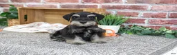 Miniature Schnauzer dogs for sale: Jonah - Ad 3