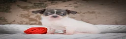 Chihuahua dogs for sale: Alex - Ad 13