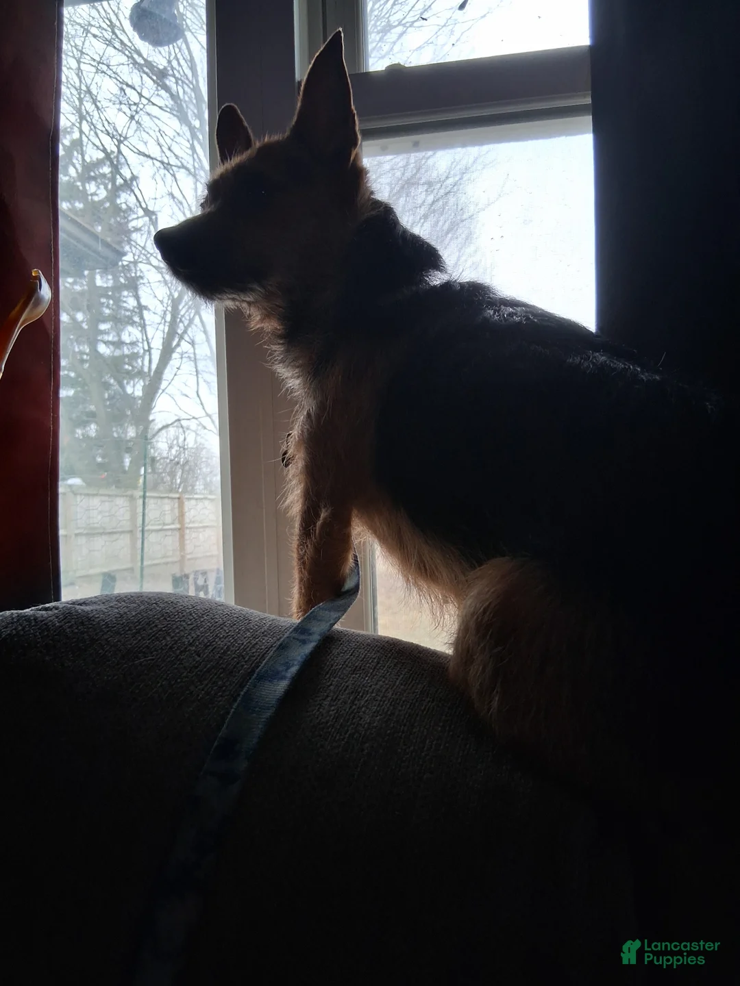 Chorkie dogs for sale: Chorkie - Ad 1