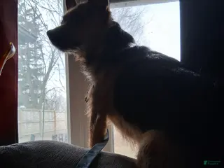 Chorkie dogs Chorkie - Ad 2