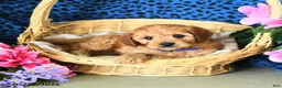 Cavapoo dogs for sale: Carter - Ad 4