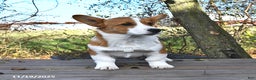 Welsh Corgi Pembroke dogs for sale: Nugget - Ad 4