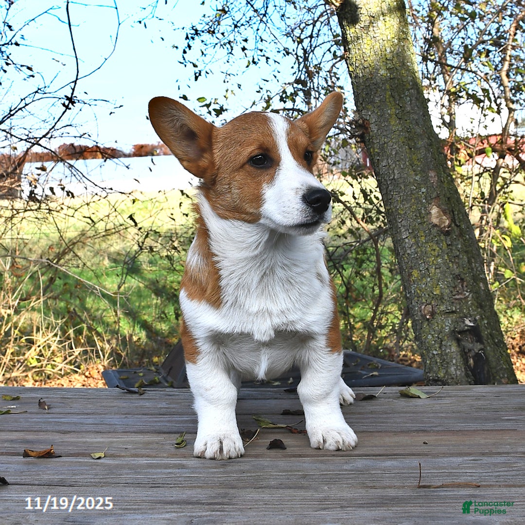 Welsh Corgi Pembroke dogs for sale: Nugget - Ad 4