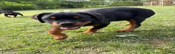Rottweiler dogs for sale: Sweet Pea - Ad 2