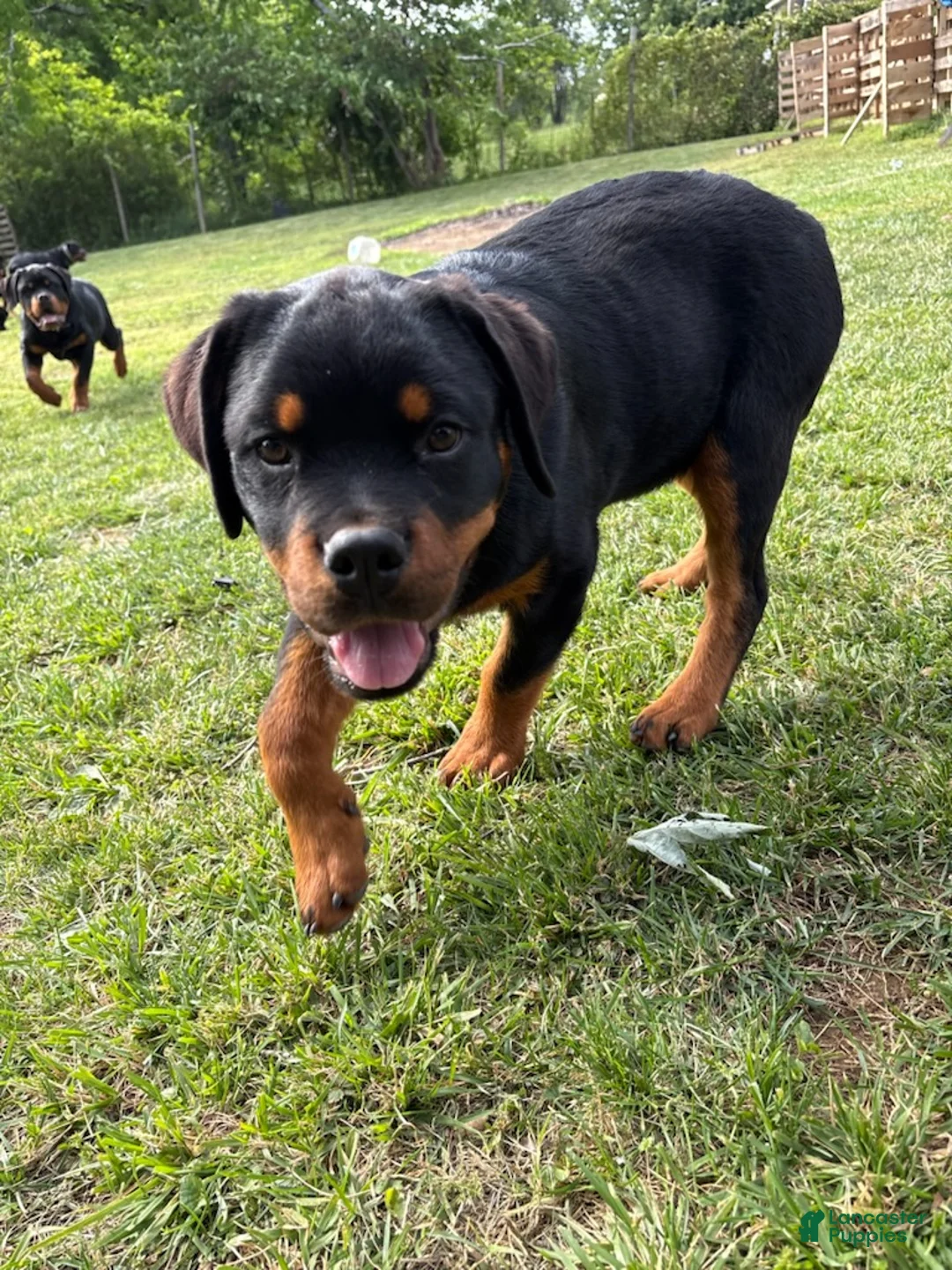 Rottweiler dogs for sale: Sweet Pea - Ad 2