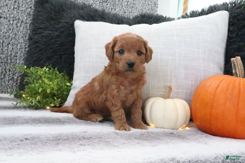 Mini Goldendoodle dogs Amber - Ad 17
