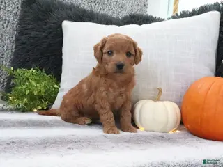 Mini Goldendoodle dogs Amber - Ad 14