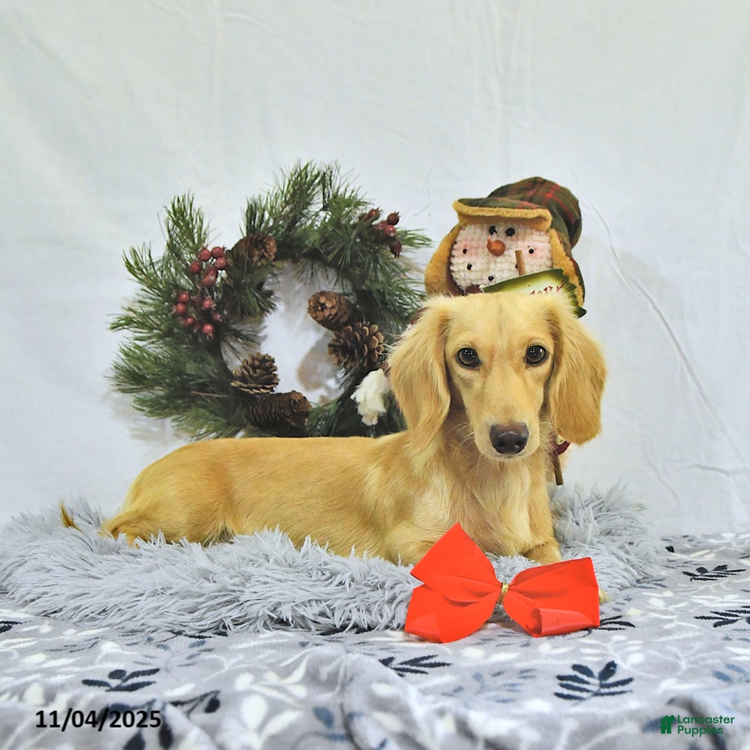 Miniature Dachshund dogs for sale: Ollie - Ad 16