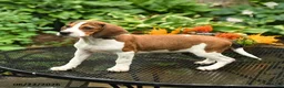 Mixed Breed dogs for sale: Jax - Ad 3