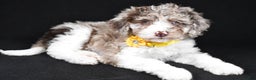 Sheepadoodle dogs for sale: Candy - Ad 1