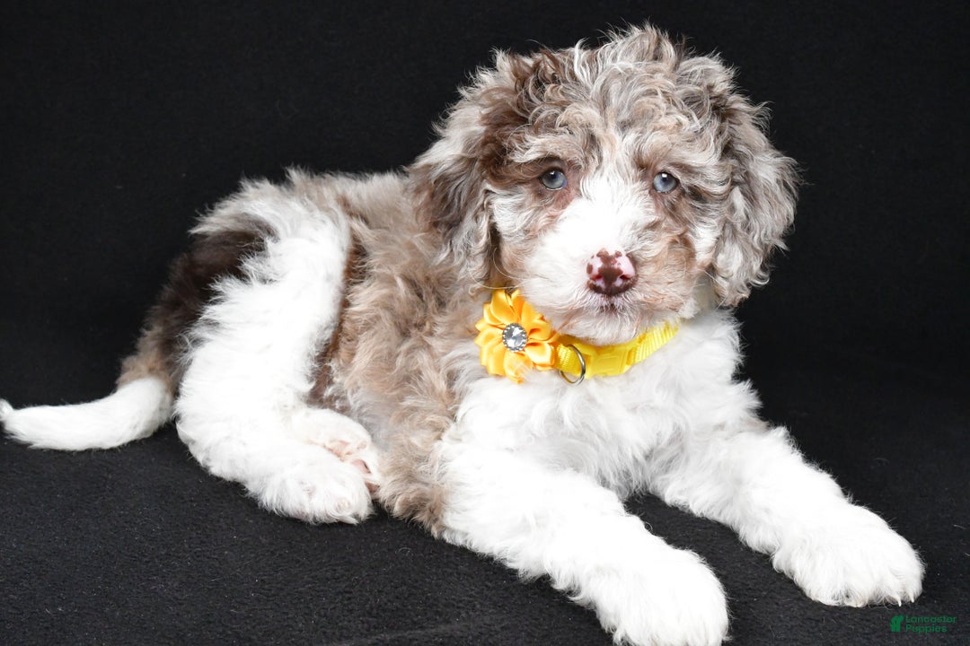 Sheepadoodle dogs for sale: Candy - Ad 1
