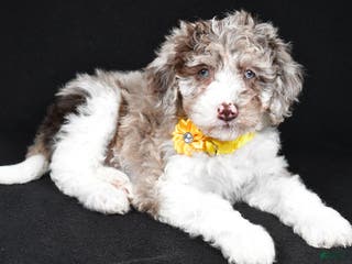 Sheepadoodle dogs Candy - Ad 12