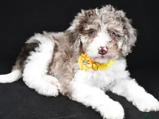 Sheepadoodle dogs Candy - Ad 15