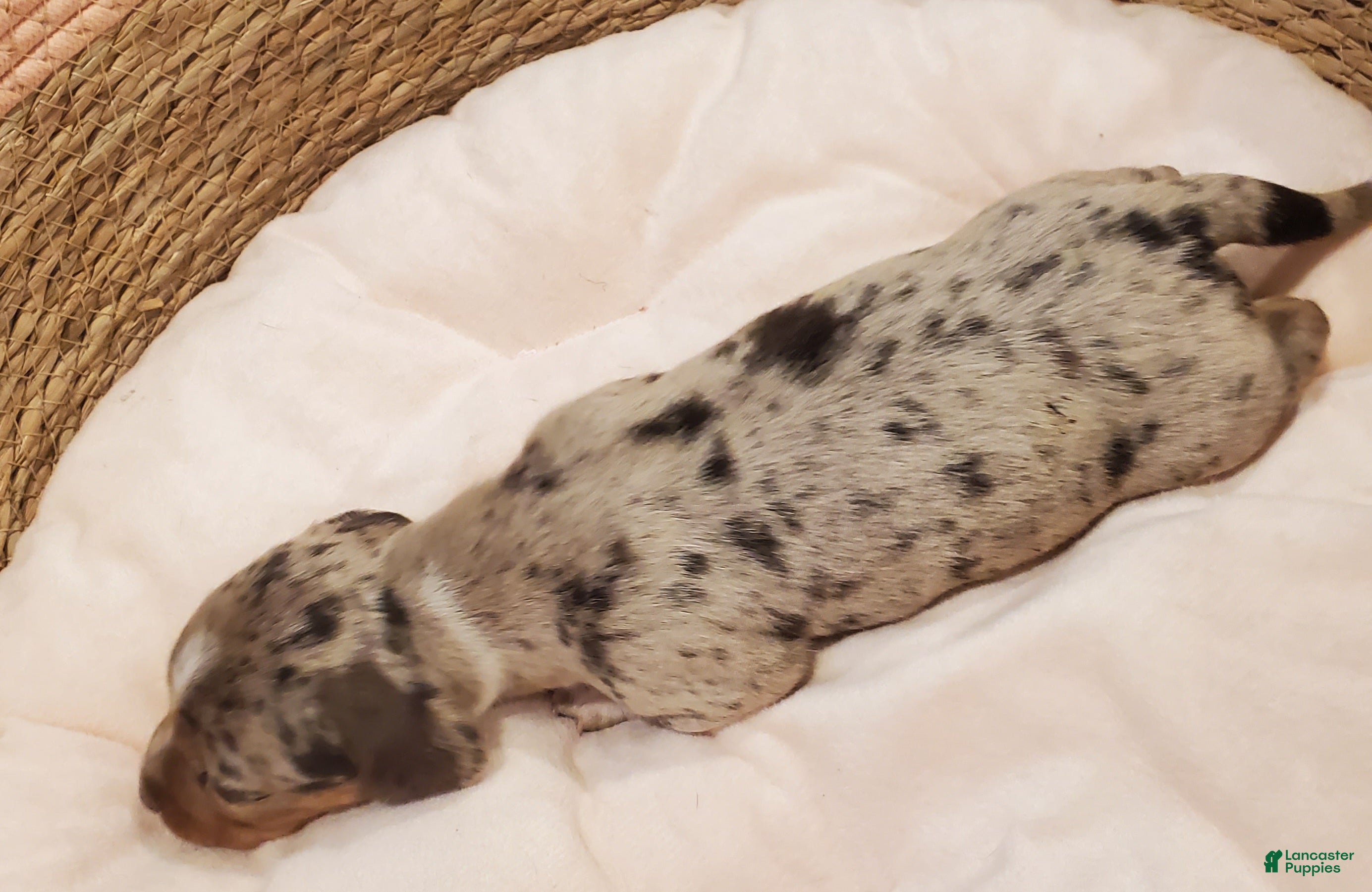 Miniature Dachshund dogs Miniature Dachshund Puppy 1 - Ad 9