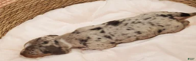 Miniature Dachshund Puppy 1