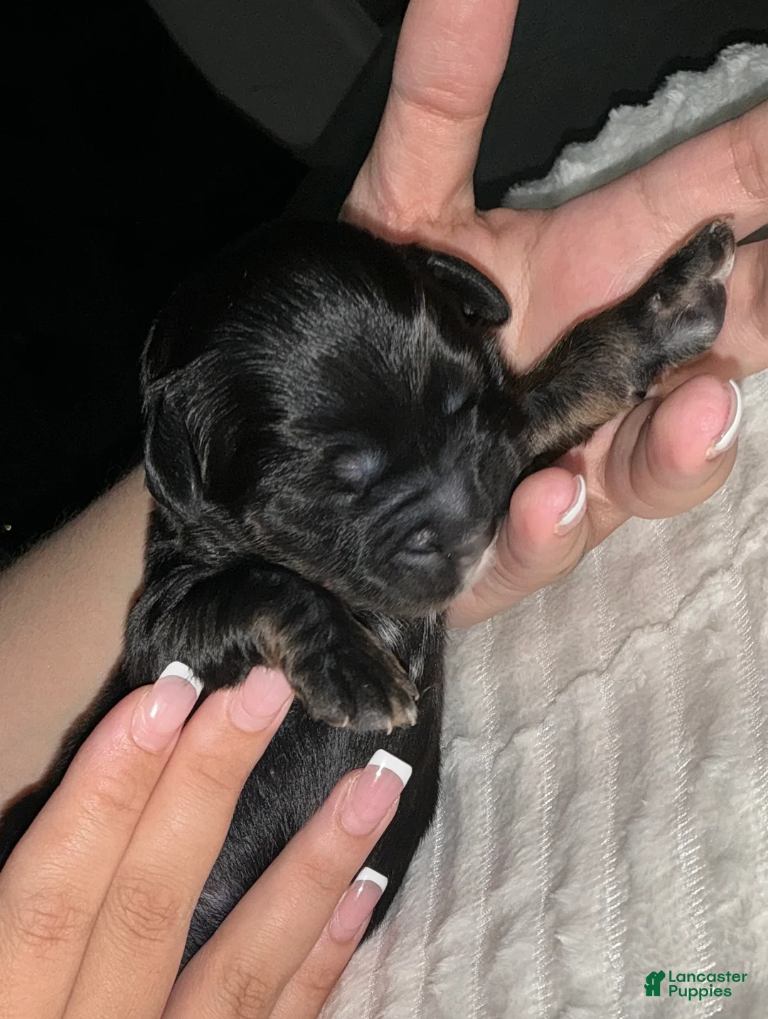 Bernedoodle dogs for sale: Panther - Ad 1