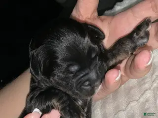 Bernedoodle dogs Panther - Ad 37